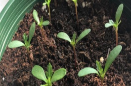 孔雀草的发芽时间，通常为播种后10天左右