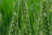 爱麦6号小麦栽培技术要点，注意防治赤霉病和白粉病