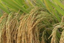 龙庆粳13水稻栽培技术要点，该品种主茎12片叶