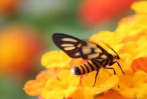 什么样的蜂蜜是好蜂蜜，是由蜜蜂采集花蜜酿制的