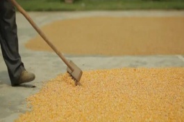 干玉米生虫用什么药，可选择磷化铝熏蒸杀虫