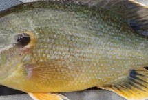 太阳鱼有没有刺，有刺但比较少