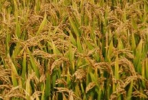 中科盐9号水稻栽培技术要点，并做好秧田病虫草害防治