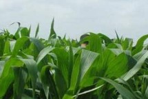 沃抗168玉米栽培技术要点，苗期注意防治地下害虫