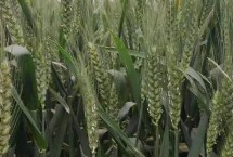 中育9302小麦栽培技术要点，全生育期平均224.9天