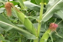 元粒518玉米栽培技术要点，密度4000－4500株/亩