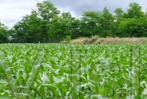 福乐4玉米栽培技术要点，春播密度4500株/亩左右