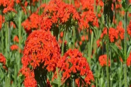 剪秋罗长什么样子，高50-80厘米