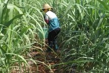 对甘蔗使用除草剂的误区，肥料不能撒在蔗蔸上