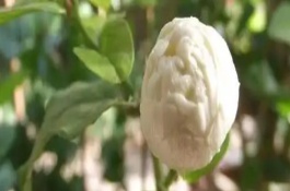 虎头茉莉冬季的养殖方法,按照薄肥勤施的原则追施 虎头茉莉冬季的养殖方法,按照薄肥勤施的原则追施