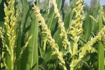 美佳禾707玉米栽培技术要点，中抗穗腐病