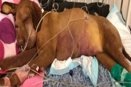 犬猫食物中毒怎么治疗，具有精神沉郁、食欲降低、呕吐腹泻等表现