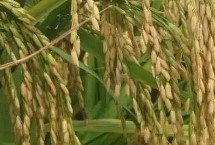 江早油占水稻栽培技术要点，与对照中早35生育期相同