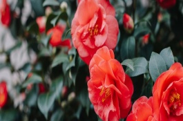 茶花不长的原因及解决方式，可暂停浇水并放在通风处蒸发水分