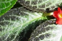 喜荫花是什么花，原产墨西哥