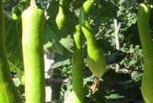 砍瓜摘心方法，结瓜期要进行人工授粉