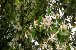 络石的生长习性，生长季节盆土要保持稍湿润