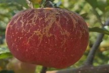 大凉山丑苹果有几个品种，主要有嘎啦、红将军、红富士这3个品种