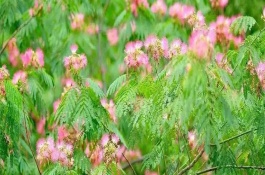 合欢花的产地，原产地为我国长江、黄河及珠江流域