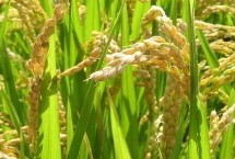 乐优3313水稻栽培技术要点，该品种株型适中