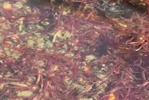 红虫吃什么食物，养殖期间要根据气温和水温调节水位