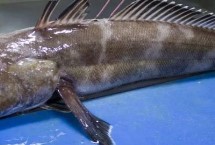 深海银鳕鱼的价格，通常85-100元一斤