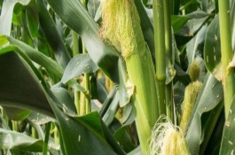 德单1002玉米栽培技术要点，中抗大斑病