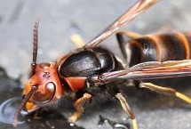 什么是牛角蜂，被蛰处会剧烈疼痛