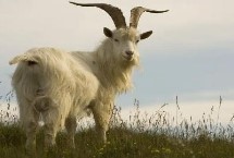 常见羊病的防治方法，病羊体温升高、眼角流泪、皮肤上出现丘疹