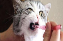 猫咪的口臭在什么情况下需要去医院，平时要多给猫咪刷牙