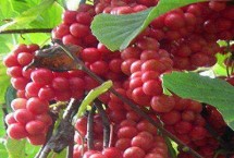 五味子的育苗技术，可采取扦插、压条、播种等方式