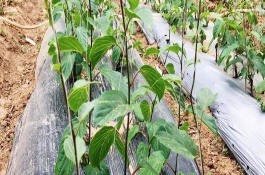 猕猴桃从种子开始要多久才能结果，要适量浇水并定期施肥