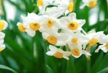 水仙花几月开花，在1-2月开花