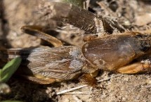 蝼蛄的食性和行为特点，播种时可用辛硫磷、对硫磷等药剂做拌种处理