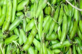 蚕豆几个月才能成熟，生育期间应以基肥为主