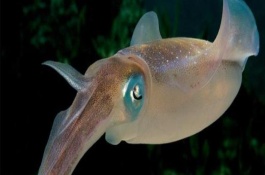 鱿鱼的生长习性，是枪乌贼科软体动物