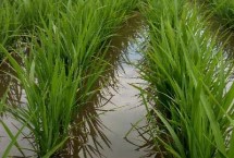 盐田育5号水稻栽培技术要点，旱育秧每亩播量35~40公斤