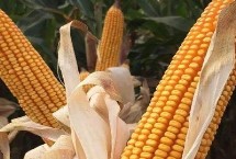 H555玉米栽培技术要点，辽宁省春播生育期130天