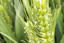 商麦178小麦栽培技术要点，比对照品种周麦18熟期稍早