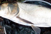 冬季海竿钓鲢鳙最佳深度是多少，可以垂钓但要注意使用合适的饵料