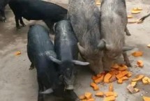 猪的饲养技术，喜欢吃土豆、苜蓿草、红薯等