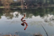用蚯蚓钓鱼时应该如何调漂，可采用加铅、找底、剪铅等方式