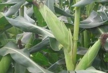 绿育黄粘529玉米栽培技术要点，中抗大斑病