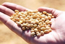 渝豆13号大豆栽培技术要点，注意防治花叶病毒病等病虫害