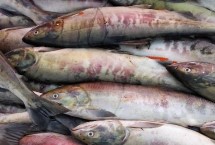 黑龙江鸡东县的特产，包括鸡西刀削面、东北冷菜、锅包肉等种类