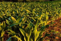 靖单15号玉米栽培技术要点，中抗茎腐病