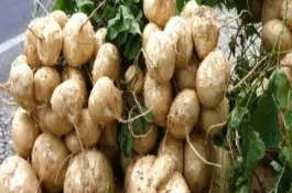 种植地瓜的方法和注意事项，亩产量为4000-5000kg左右