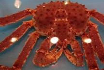 新鲜长脚蟹怎么挑选，主产于寒冷海域