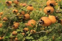 种金刺梨需要施什么肥，形成树冠后要疏除过密枝、过长枝