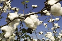 中棉所100901棉花栽培技术要点，生育期111天